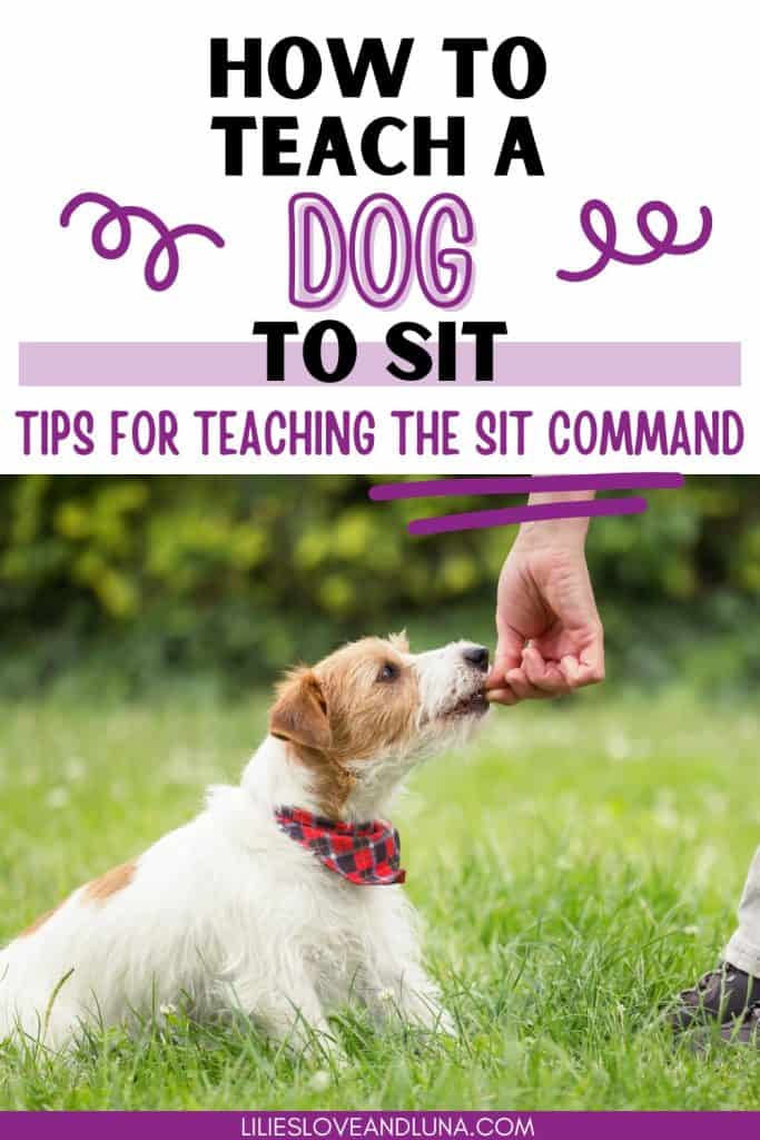 Pin image of a small dog sitting for a treat with a text overlay that reads how to teach a dog to sit: tips for teaching the sit command.