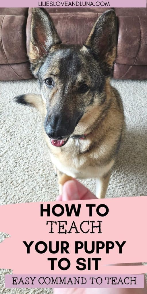Pin image of a German Shepherd sitting for a treat with a text overlay that reads how to teach your puppy to sit: easy command to teach.