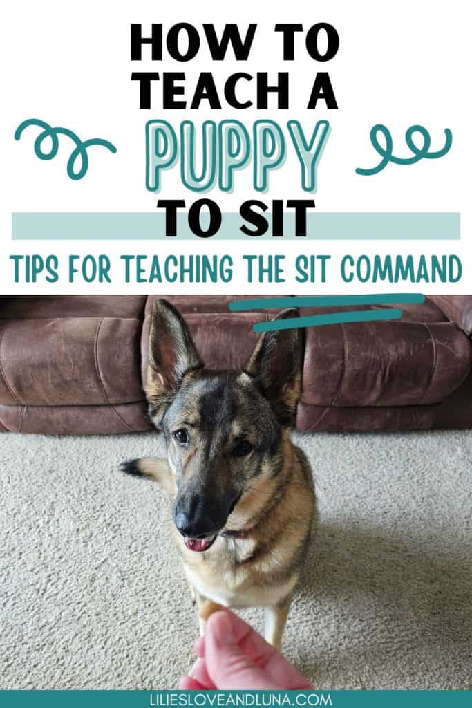 Pin image of a German Shepherd sitting for a treat with a text overlay that reads how to teach a puppy to sit: tips for teaching the sit command.