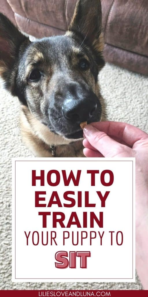 Pin image of a German Shepherd sniffing a treat while in the sit postition with a text overlay that reads how to easily train your puppy to sit.