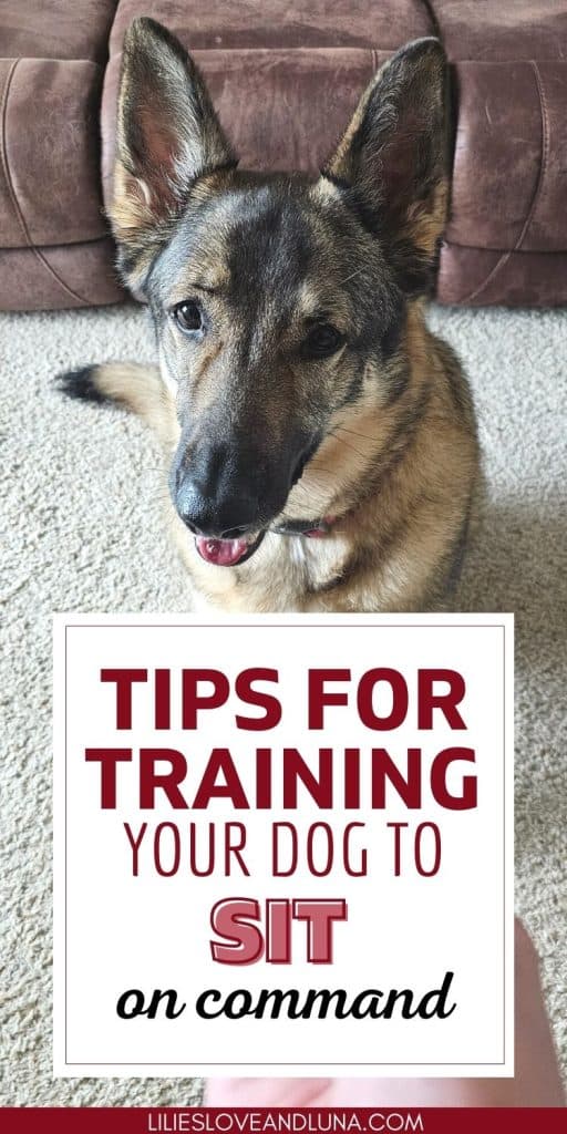 Pin image of a German Shepherd sitting with a text overlay that reads tips for training your dog to sit on command.