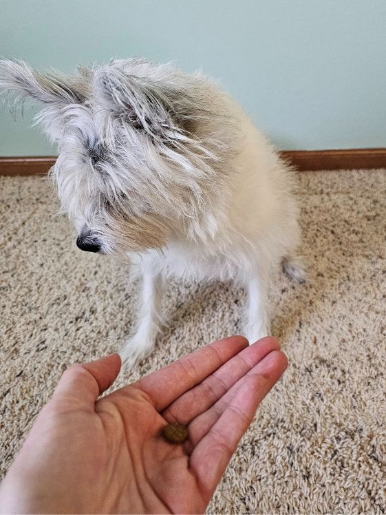 A poodle terrier looking away from a piece of kibble on an open hand.