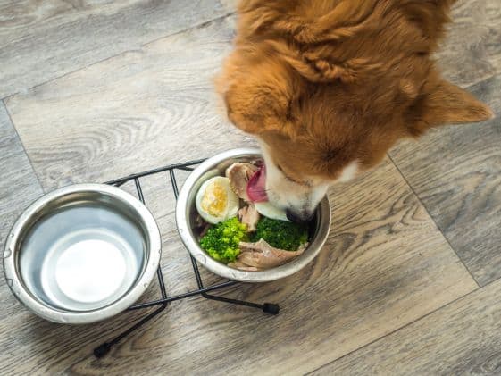 A dog eating out of a dog dish filled with cooked chicken, broccoli, and eggs.