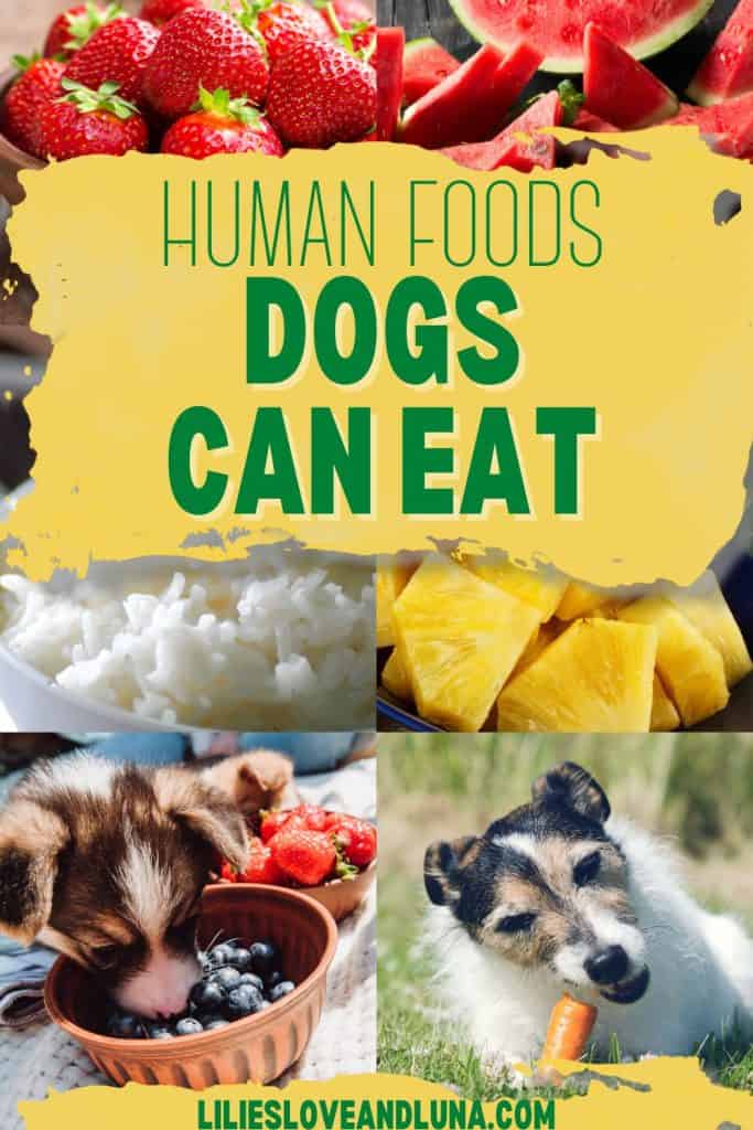Pin image of a collage of pictures with a bowl of strawberries, some cut watermelon, a bowl of rice, some cut pineapple, a dog with their head in a bowl of blueberries, and a dog eating a carrot. A text overlay reads human foods dogs can eat.