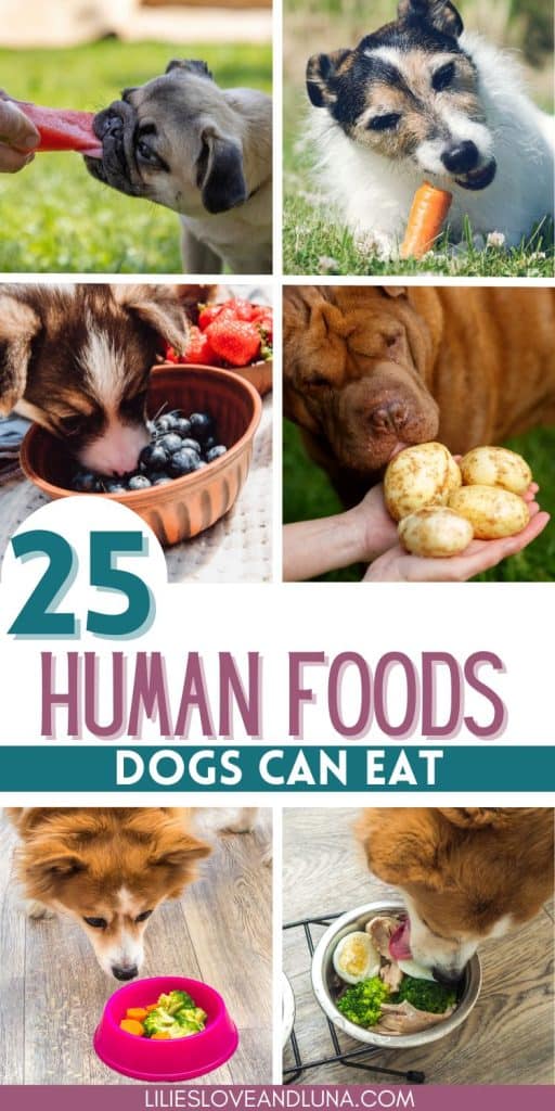 Pin image of a collage of pictures with a dog biting a piece of watermelon, a dog eating a carrot, a dog with their head in a bowl of blueberries, a dog sniffing potatoes, a dog sniffing a bowl of broccoli and carrots, and a dog eating from a bowl of cooked chicken, broccoli, and eggs. A text overlay reads 25 human foods dogs can eat.