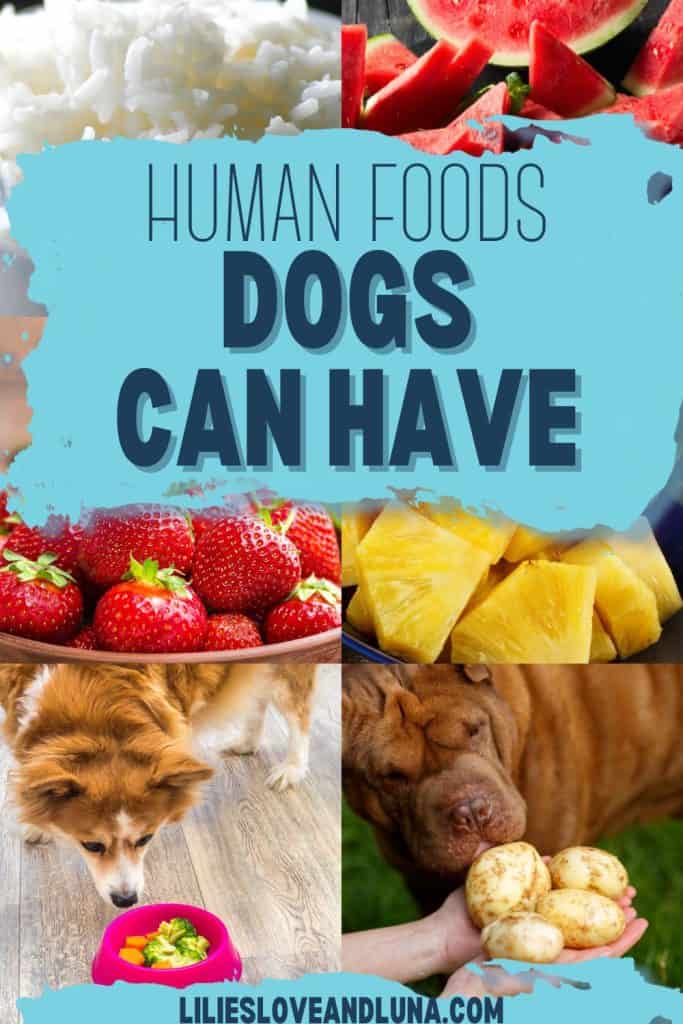 Pin image of a collage of pictures with a bowl of rice, some cut watermelon, a bowl of strawberries, some cut pineapple, a dog sniffing a bowl of broccoli and carrots, and a dog sniffing some potatoes with a text overlay that reads human foods dogs can have.