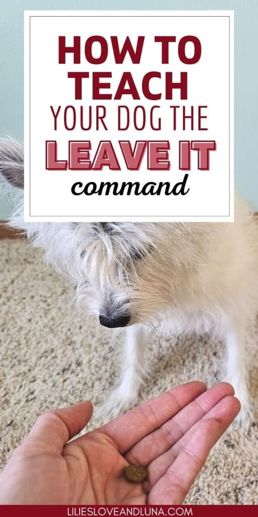 Pin image of a poodle terrier looking at a piece of kibble on an open hand with text overlay that reads how to teach your dog the leave it command.