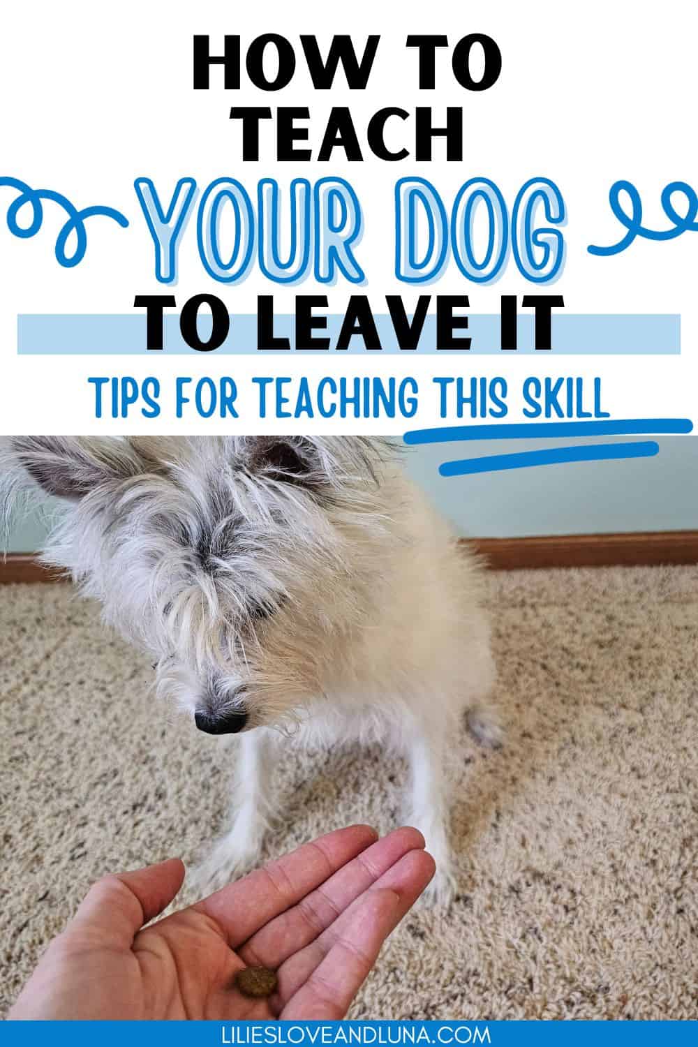 Pin image of a poodle terrier looking at a piece of kibble on an open hand with text overlay that reads how to teach your dog to leave it: tips for teaching this skill.