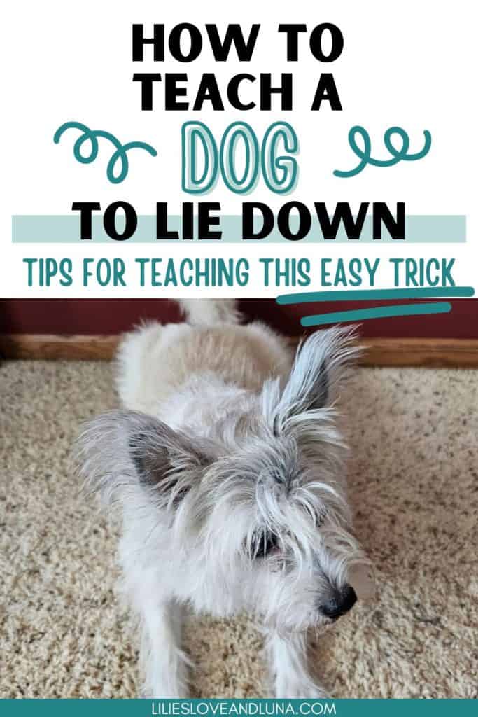Pin image of a poodle terrier in a lie down position with a text overlay that reads how to teach a dog to lie down: tips for teaching this easy trick.