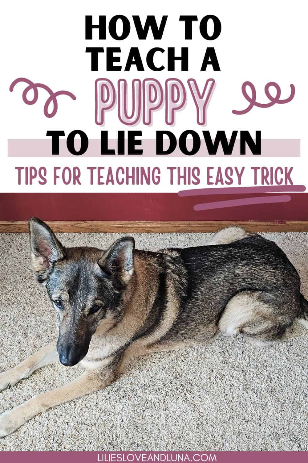 Pin image of a German Shepherd in a lie down position with a text overlay that reads how to teach a puppy to lie down: tips for teaching this easy trick.