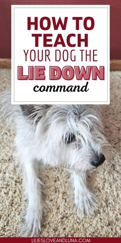Pin image of a poodle terrier in a lie down position with a text overlay that reads how to teach your dog the lie down command.