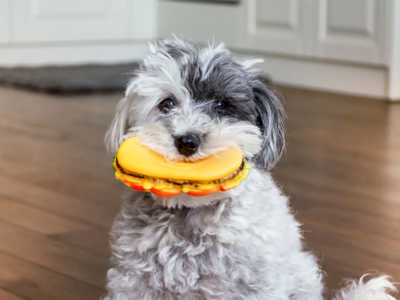A dog holding a hamburger toy in their mouth.