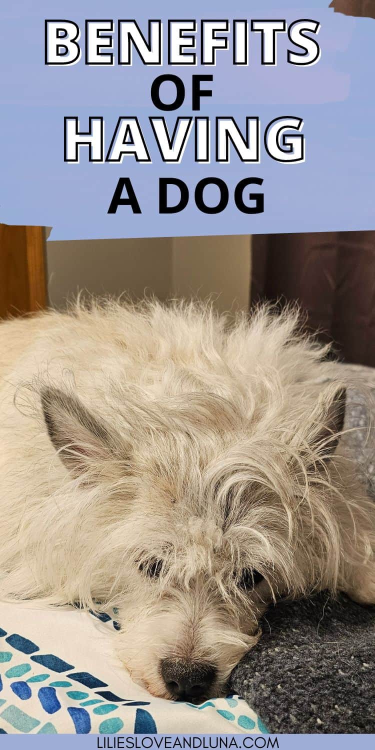 Pin image of a white dog laying on a bed with a text overlay that reads benefits of having a dog.
