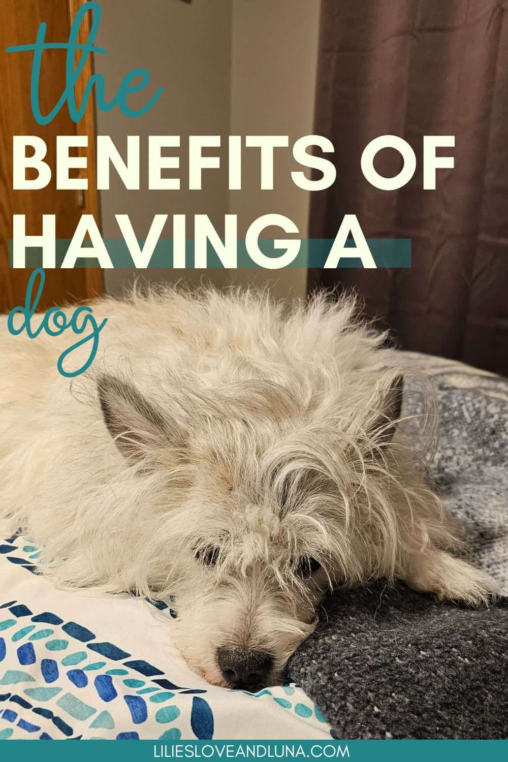 Pin image of a white dog laying on a bed with a text overlay that reads benefits of having a dog.
