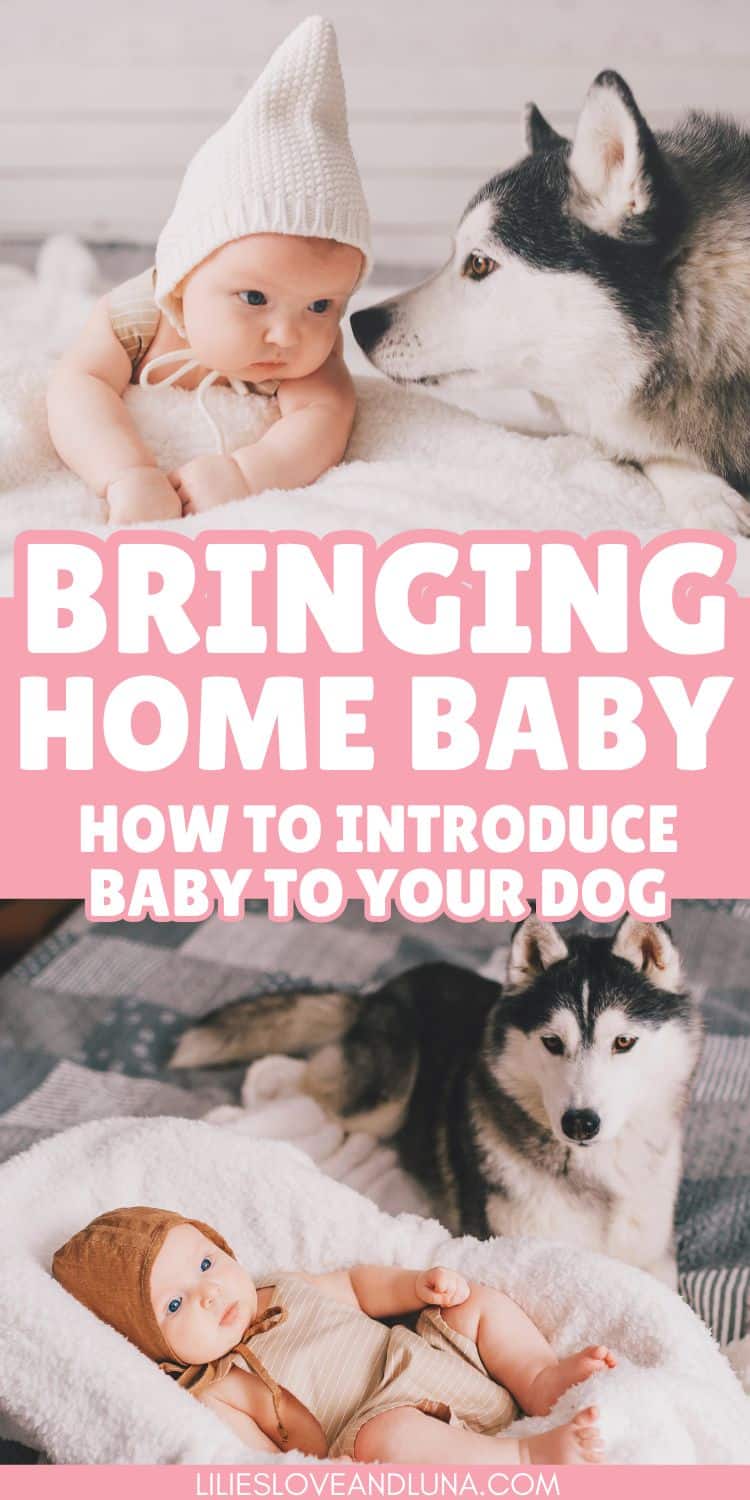 Pin image of a dog sniffing a baby's face above text that reads bringing homem baby how to introduce baby to your dog. Below the text is a husky laying near a baby that is also laying down.