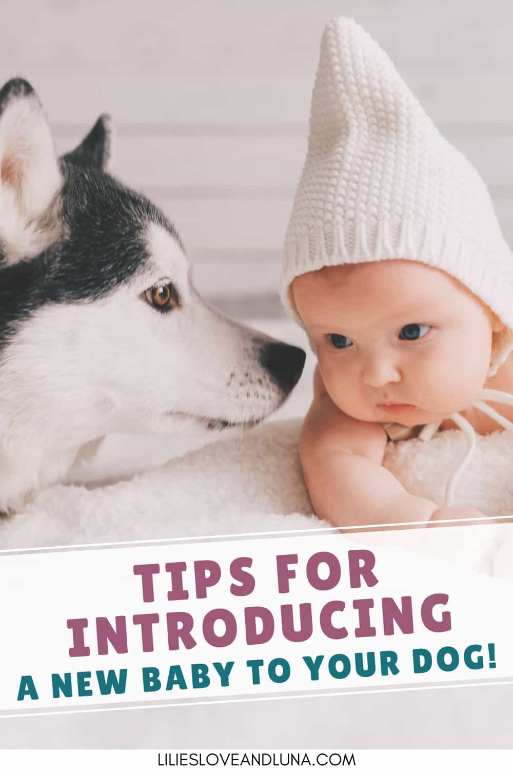 Prep Your Dog for the Arrival of a New Baby Lilies, Love, and Luna