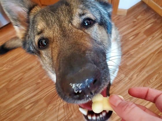 A German Shepherd grabbing a frozen dog treat that is in a person's hand.