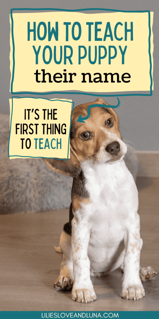 Pin image of a puppy sitting with a text overlay that reads how to teach your puppy their name: it's the first thing to teach.