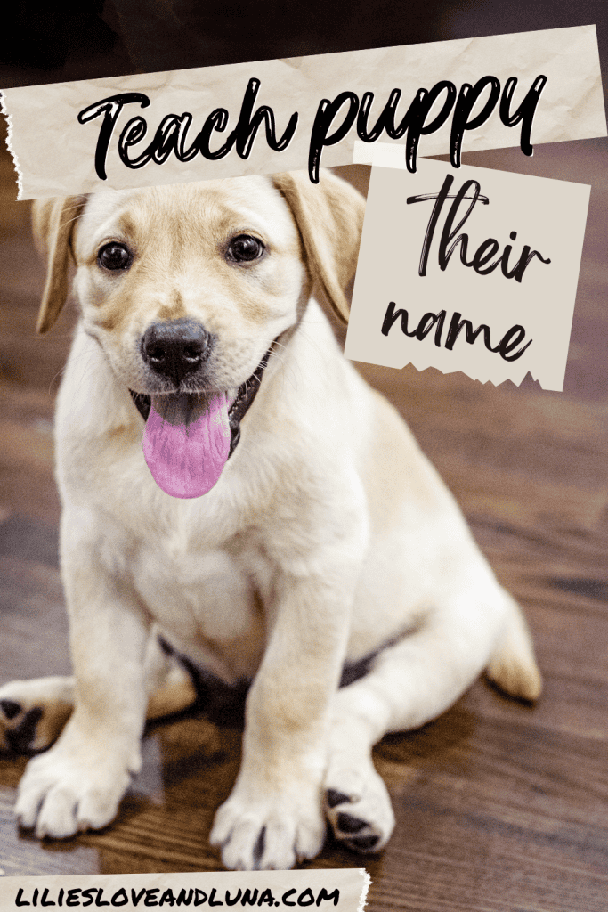 Pin image of a puppy sitting with a text overlay that reads teach puppy their name.