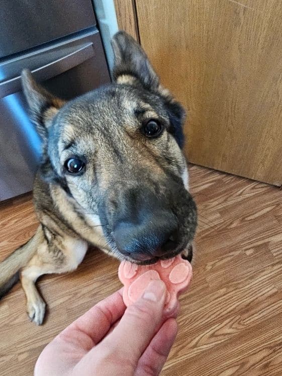 A German Shepherd biting a paw shaped frozen strawberry pineapple dog treat.
