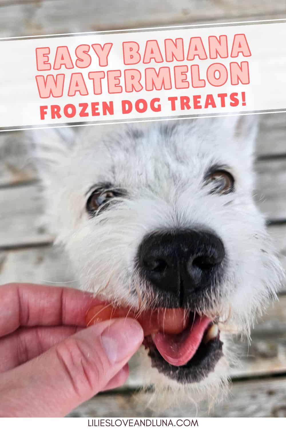 Pin image of a white poodle terrier biting a bone shaped frozen dog treat with a text overlay that reads easy banana watermelon frozen dog treats.