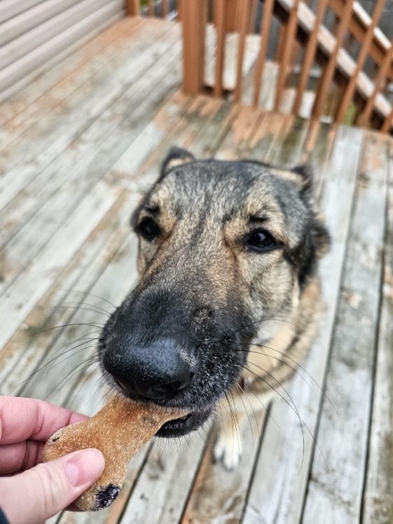 A German Shepherd biting a bone shaped blueberry applesauce dog treat.