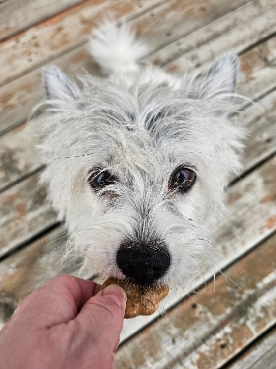 A white dog biting a paw shaped applesauce blueberry dog treat.