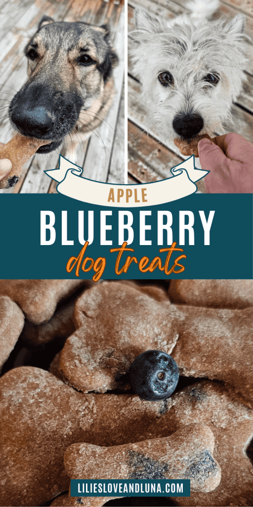 Pin image of bone shaped dog treats and two dogs biting into the treats with a text overlay that reads apple blueberry dog treats.