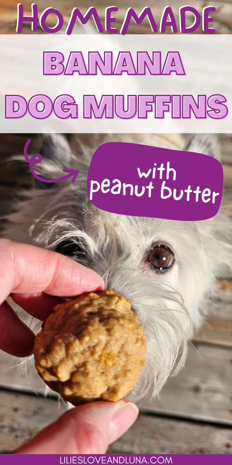 Pin image of a white dog looking at a mini banana muffin. A text overlay reads homemade banana dog muffins with peanut butter.