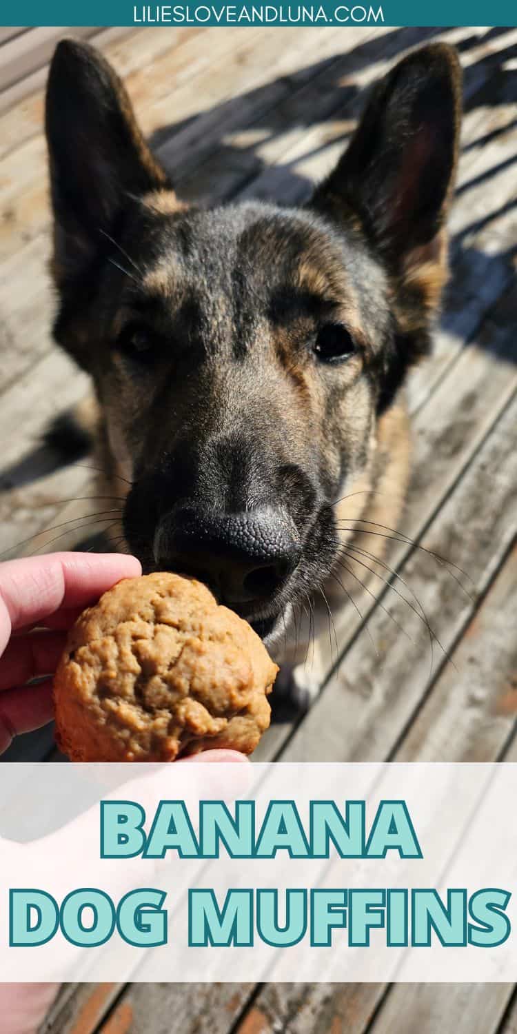 Pin image of a German Shepherd looking at a peanut butter banana muffin. A text overlay reads banana dog muffins.
