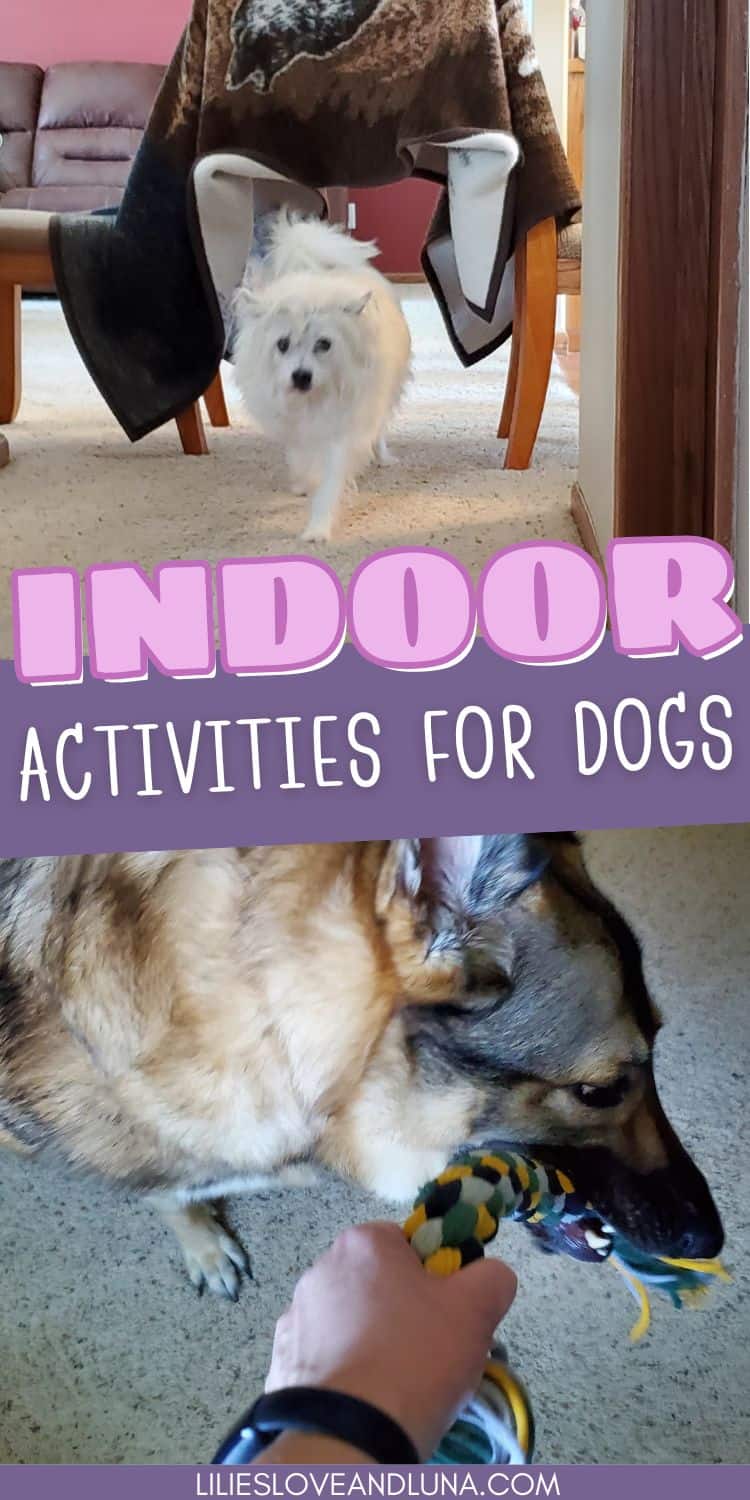 A small white dog approaches in a living room while a person plays tug-of-war with a German Shepherd using a rope toy, illustrating indoor activities for dogs.