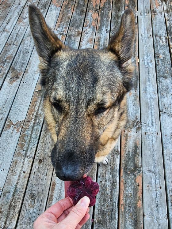 A German Shepherd licking a paw shaped frozen blueberry watermelon dog treat.