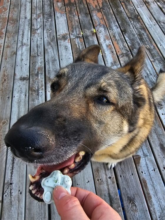 A German Shepherd about to bite a paw shaped mint frozen dog treat.