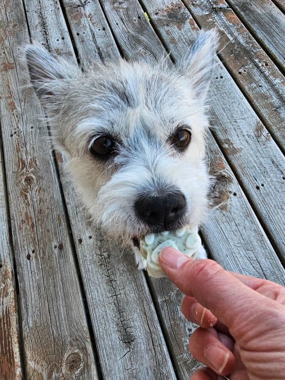 A white dog biting a paw shaped frozen mint dog treat.