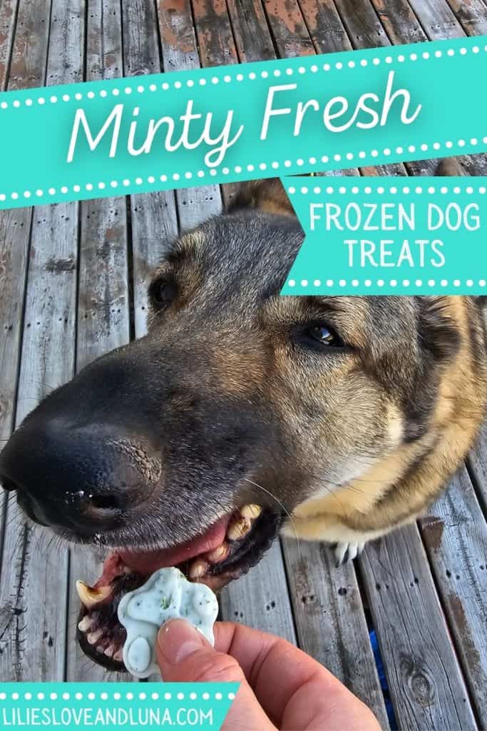 A dog is shown eagerly taking a frozen mint-flavored treat from a person's hand on a wooden deck.