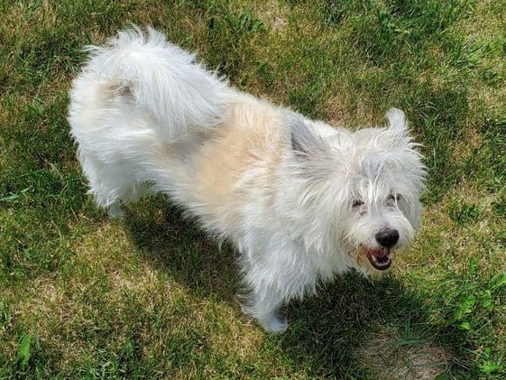 A top view of a medium sized white and tan dog.