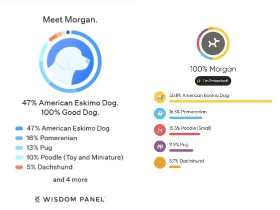 Morgan's Wisdom Panel and Embark test results.