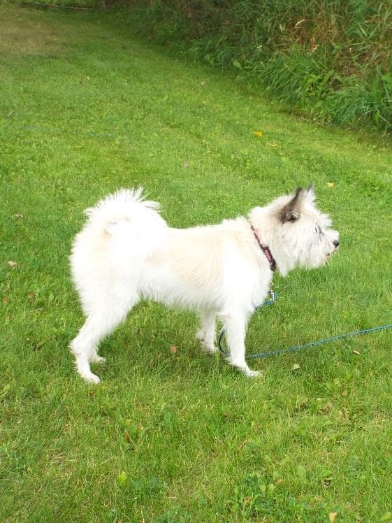 A side view of a white dog.