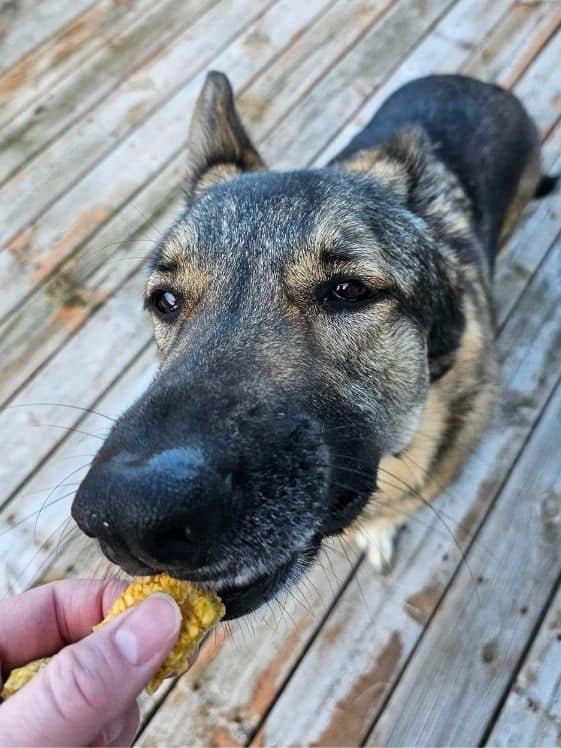 A German Shepherd biting a no bake apple pumpkin bite.