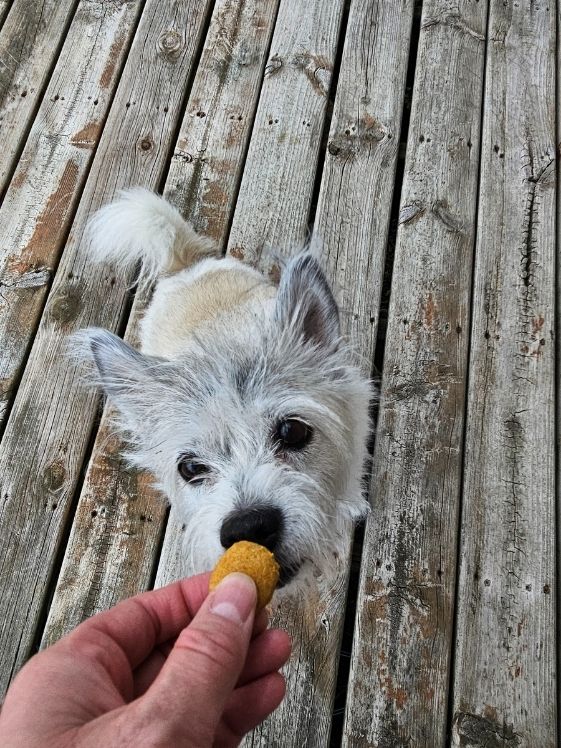White dog sniffing a sweet potato pumpkin dog treat.