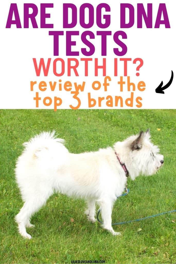 A white dog is standing on grass with a leash, next to text asking if dog DNA tests are worth it and reviewing the top three brands.
