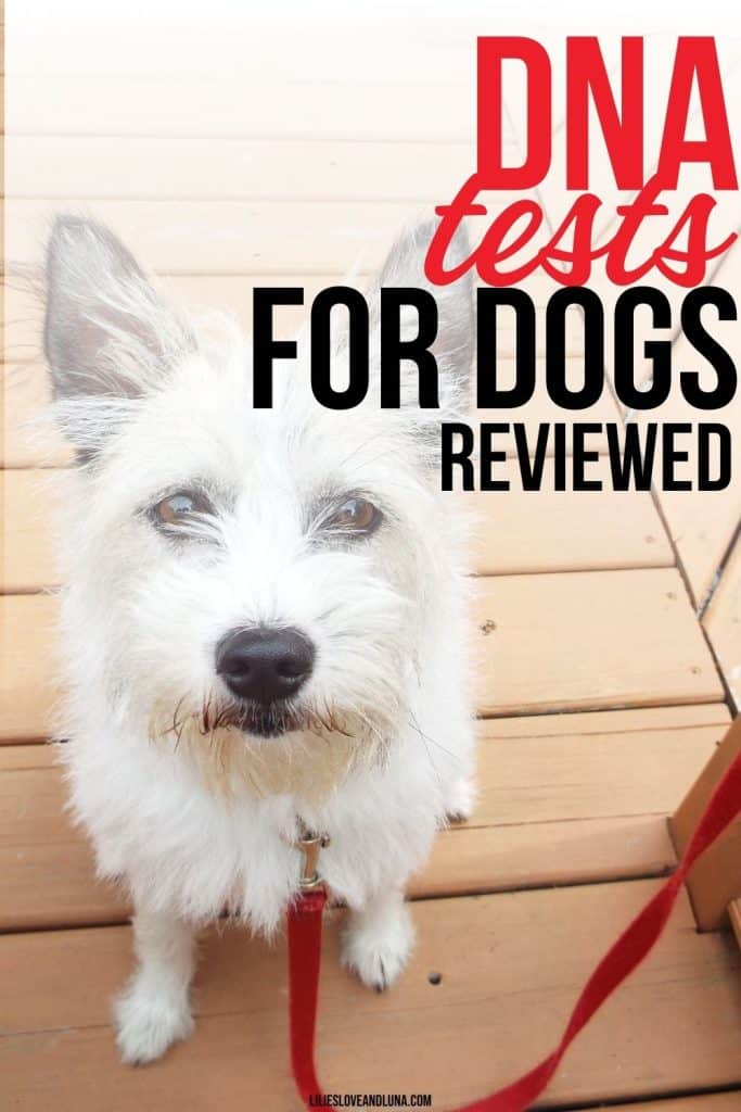 A white dog with a scruffy coat is looking directly at the camera while sitting on a wooden surface, with text overlay promoting reviews of dog DNA tests.