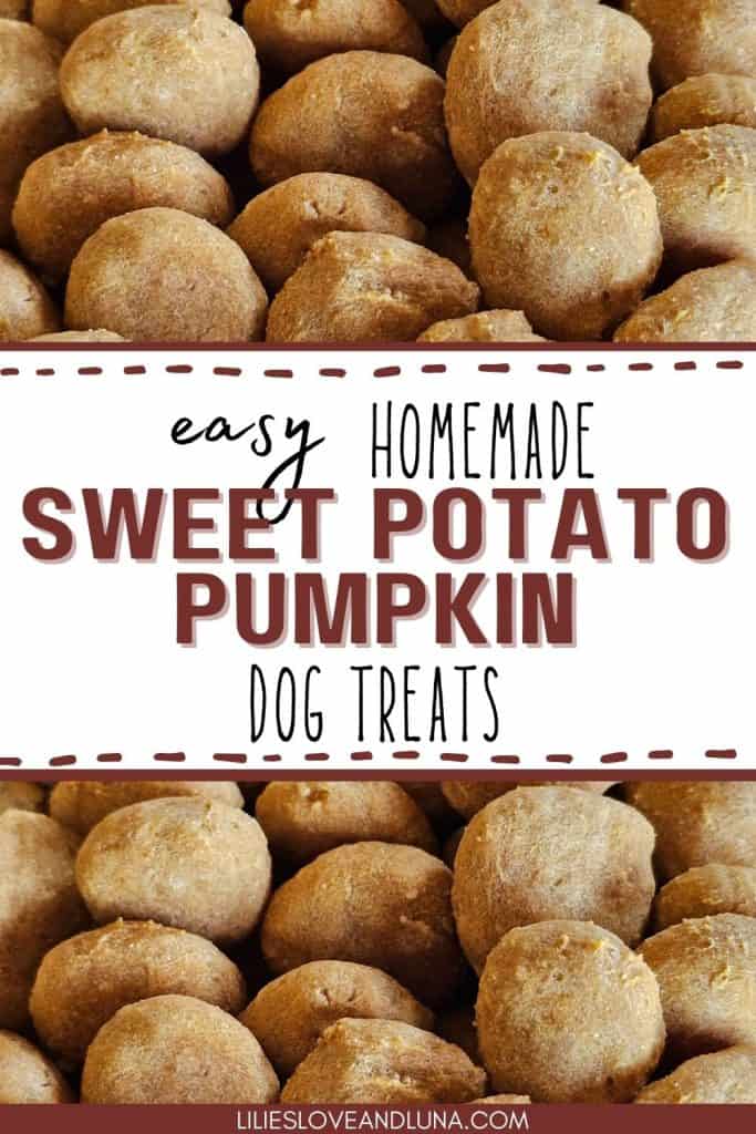 A close-up image of round, homemade sweet potato pumpkin dog treats arranged in a pile, with text overlay indicating they are easy to make and suitable for Thanksgiving.