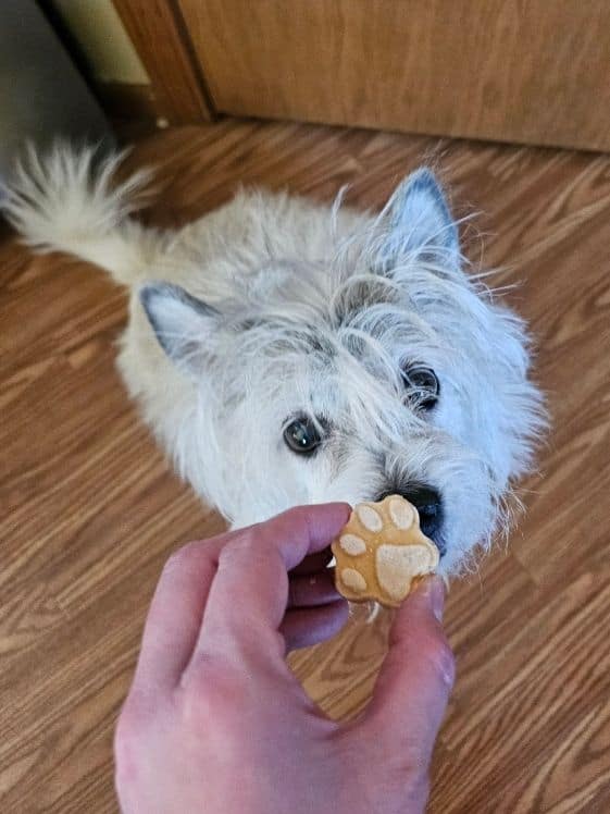 White dog sniffing a paw shaped frozen peanut butter sweet potato dog treat.