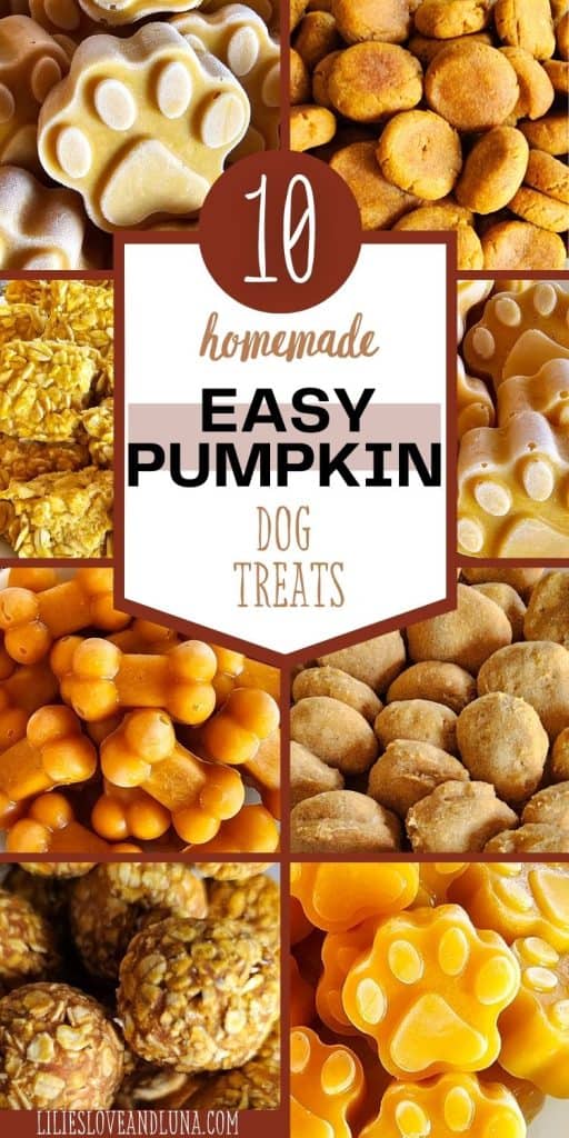 A collage of various homemade pumpkin dog treats, featuring different shapes and textures, with a title highlighting "10 Easy Pumpkin Dog Treats."
