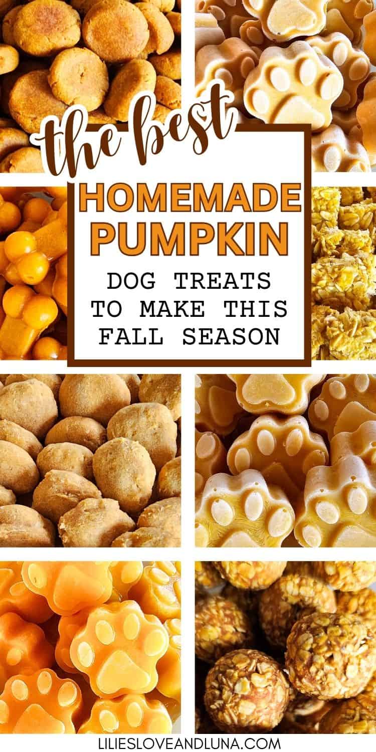 A collage of various homemade dog treats, including pumpkin-shaped snacks, outlining recipes for fall-inspired dog treats.