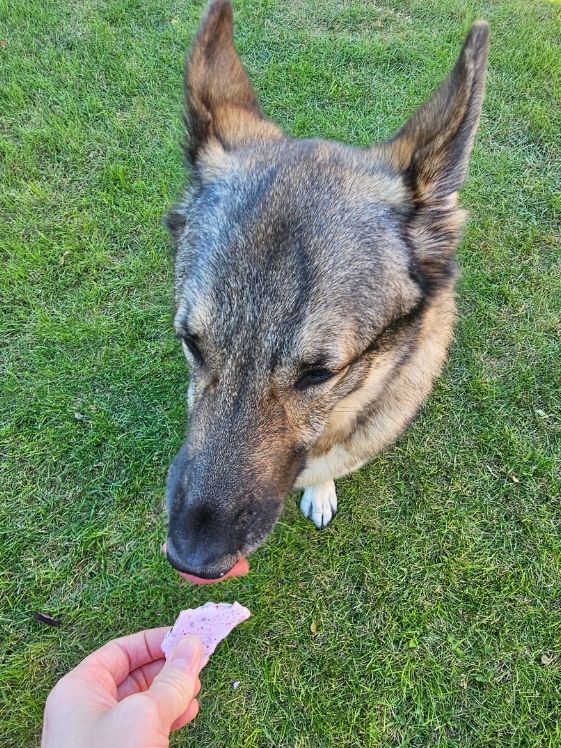 German Shepherd tasting Christmas bark for dogs.