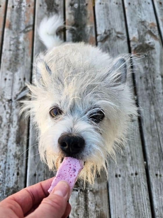White dog licking Christmas bark for dogs.