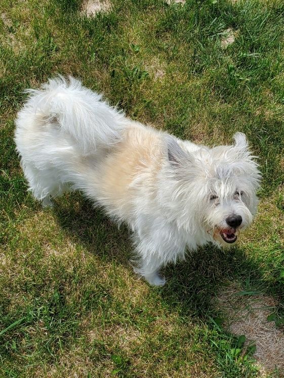 A mixed breed Alaskan Eskimo Dog.