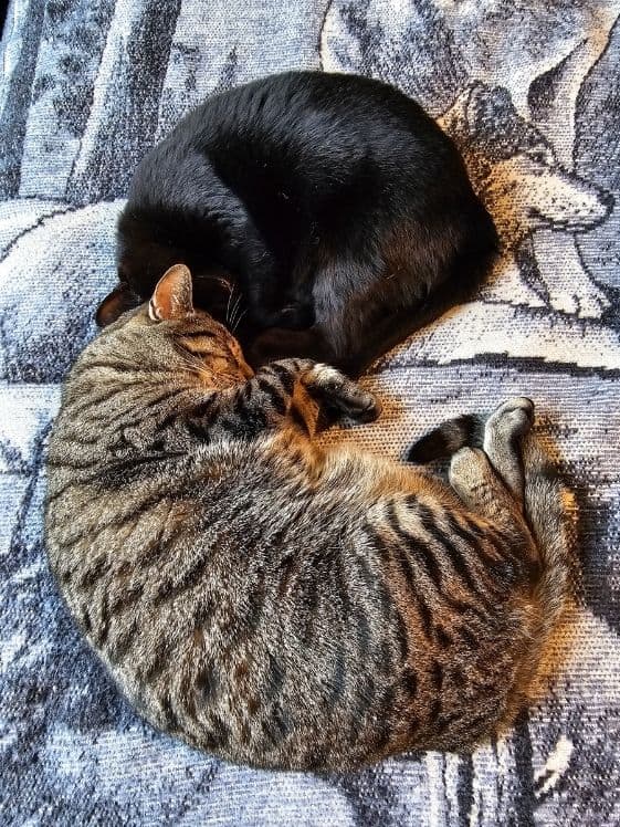 A black cat sleeping next to a tabby cat.
